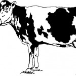 Cow Dairy