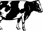 Cow Holstien