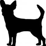 Dog Chihuahua 2