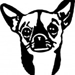 Dog Chihuahua Head