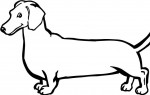 Dog Dauchshund 2
