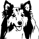 Collie